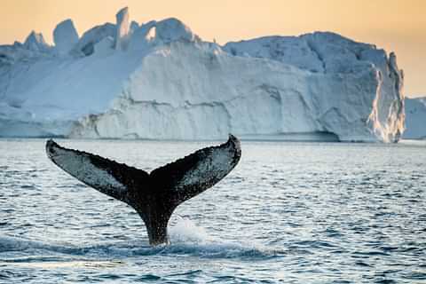 Graceful Whale Tail by Icebergs