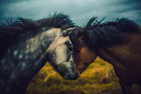 493 two beautiful icelandic horses bonding G8 U7 Z9 D