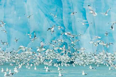 1173 black legged kittiwakes in front of bright blue fa 2022 03 04 02 31 52 utc