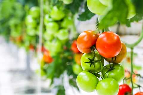 Friðheimar - Tomatoes - Closeup