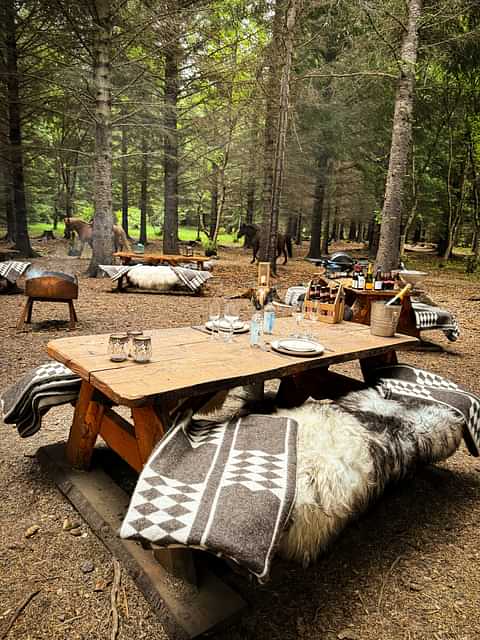 WIld Dining - Haukadalsskógur - Overview - Horses