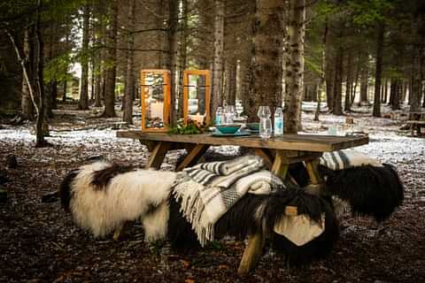 Wild dining set up overview