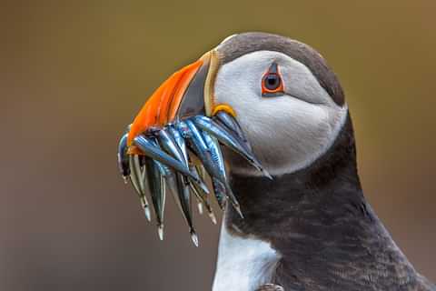 Puffin 1