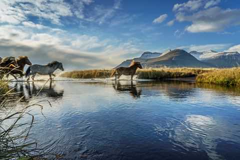 Icelandic horses