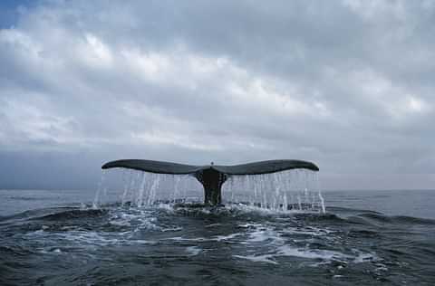 Whale watching tail pic copy