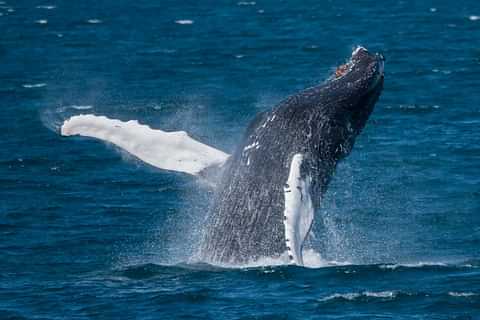 Akureyri Classic Whale Watching 3