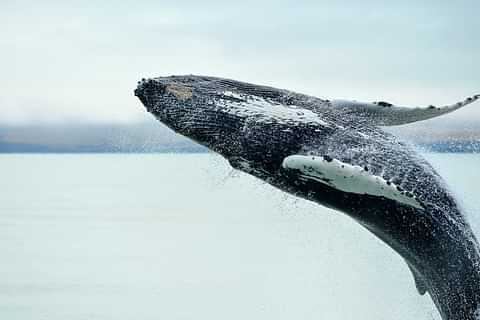 Whales of Iceland