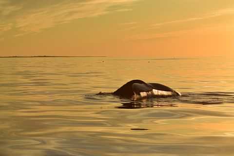 13 GG1 Whale Watching Humpback Mark Badalan