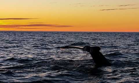 3 GG1 Whale Watching Humpback Whale Sarah Arndt