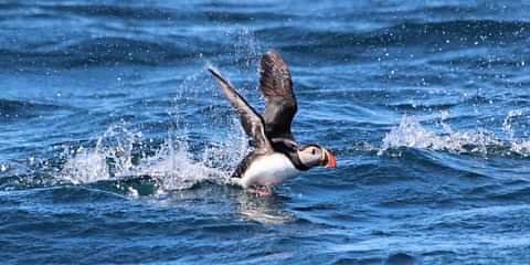 5 GG2 Big Whale Safari Puffins Puffin Island