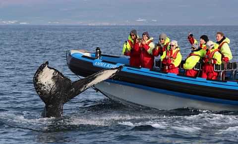 Husavik Whale Watching RIB 1