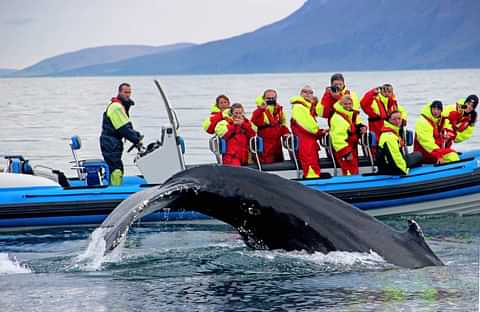 Husavik Whale Watching RIB