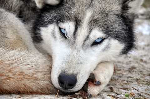 180 beautiful husky dog resting P8 YLZVM