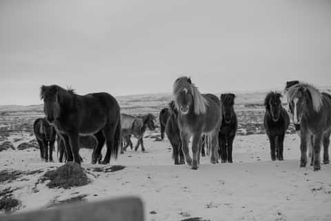 Icelandic Horses at Langhus Farm 1