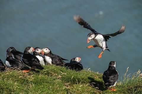 Ingolfshofdi Puffins