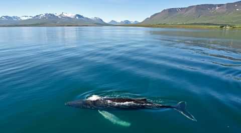 Whale Watching Akureyri Front