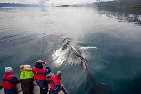 Whale Watching Hauganes