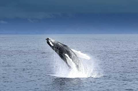 WHALE special tours