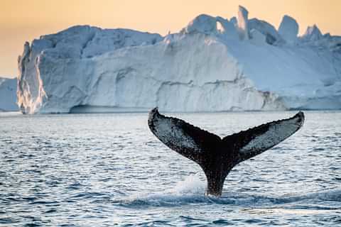 Whale tail greenland