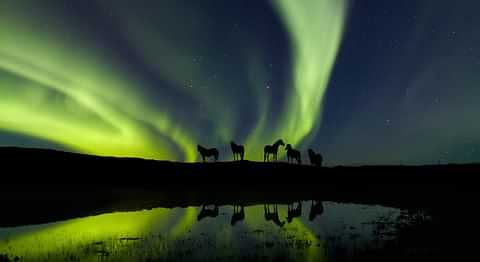 Aurora Horse auf6ig