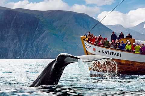 Humpback Whale Fluke Nattfari