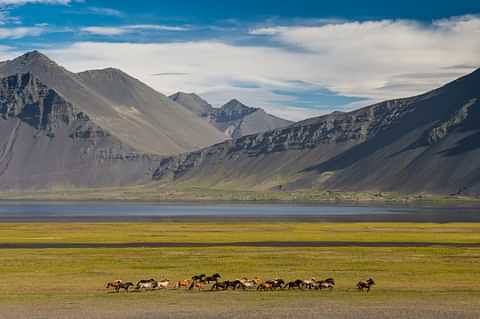 Landscape in North Iceland with Horses