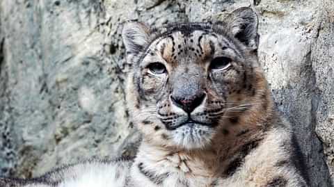 Snow leopards of altai hero1