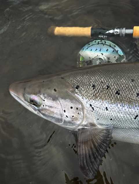 Salmon NFJ5